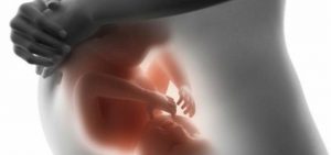Die Entwicklung des Babys in der Gebärmutter Monat für Monat