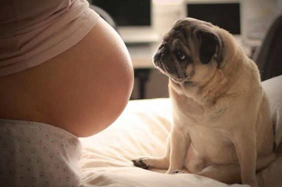 Die Vorteile eines Hundes während der Schwangerschaft
