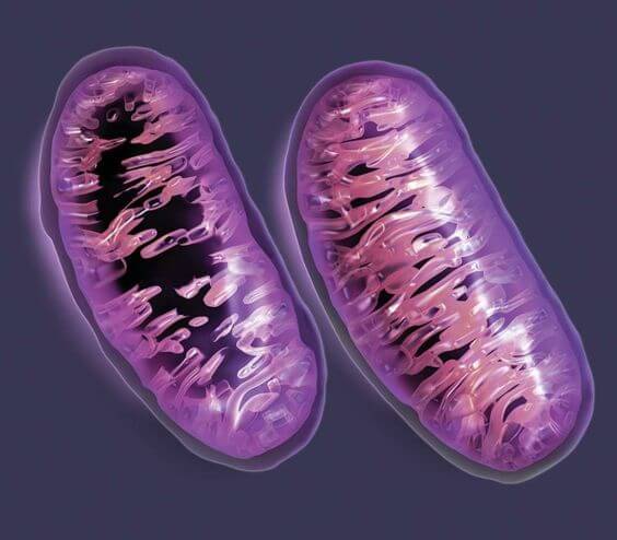 Gene der Großmutter mütterlicherseits