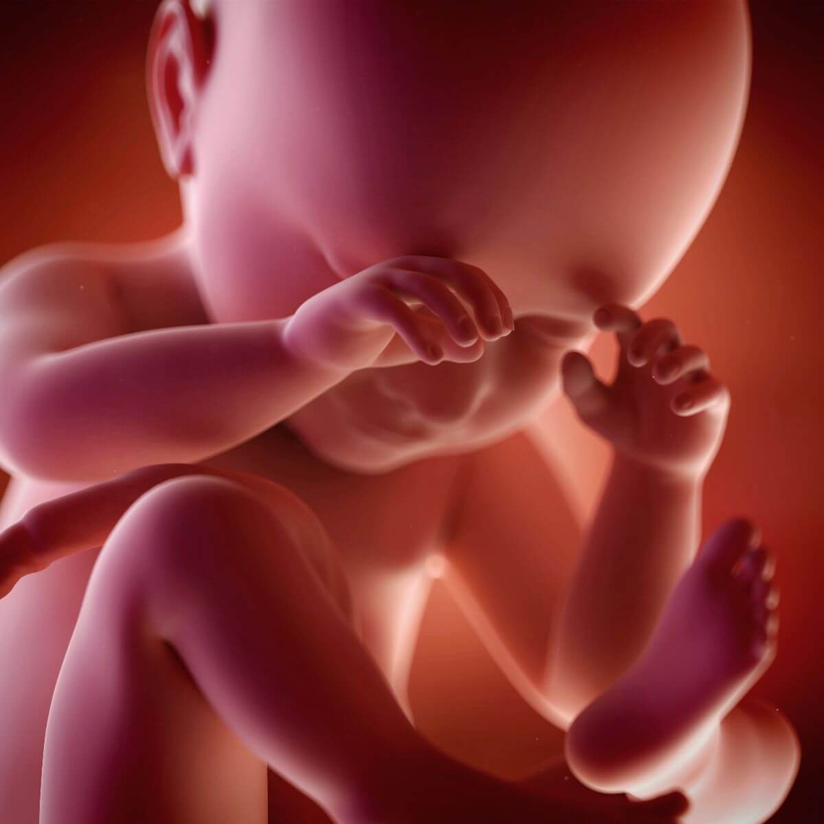 Während der Schwangerschaft - Baby im Uterus