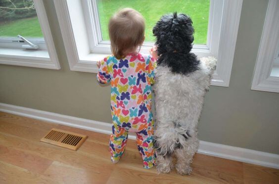 Zu verabschieden - Baby und Hund schauen aus dem Fenster
