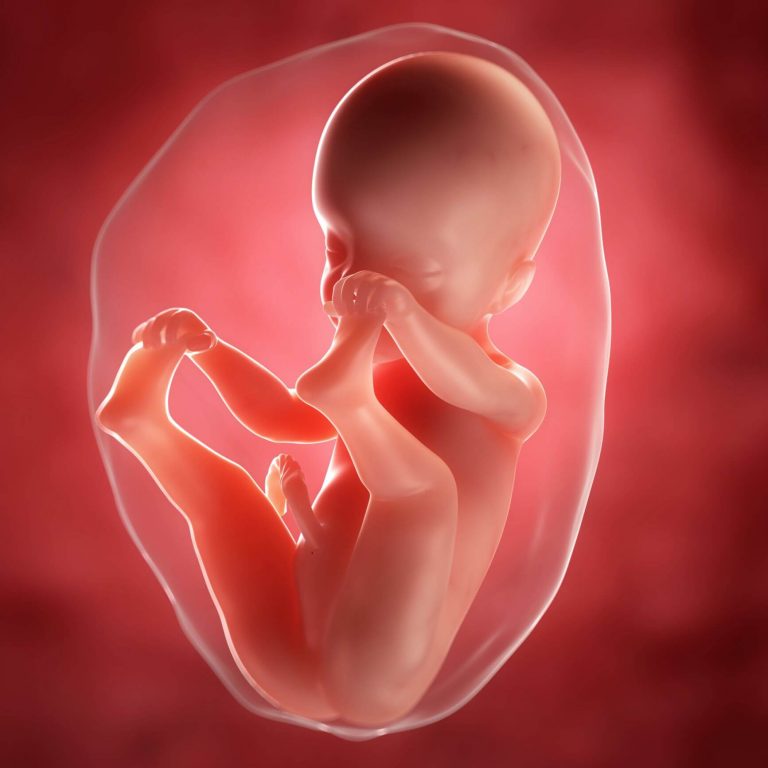 Die 25. Schwangerschaftswoche - was geschieht?
