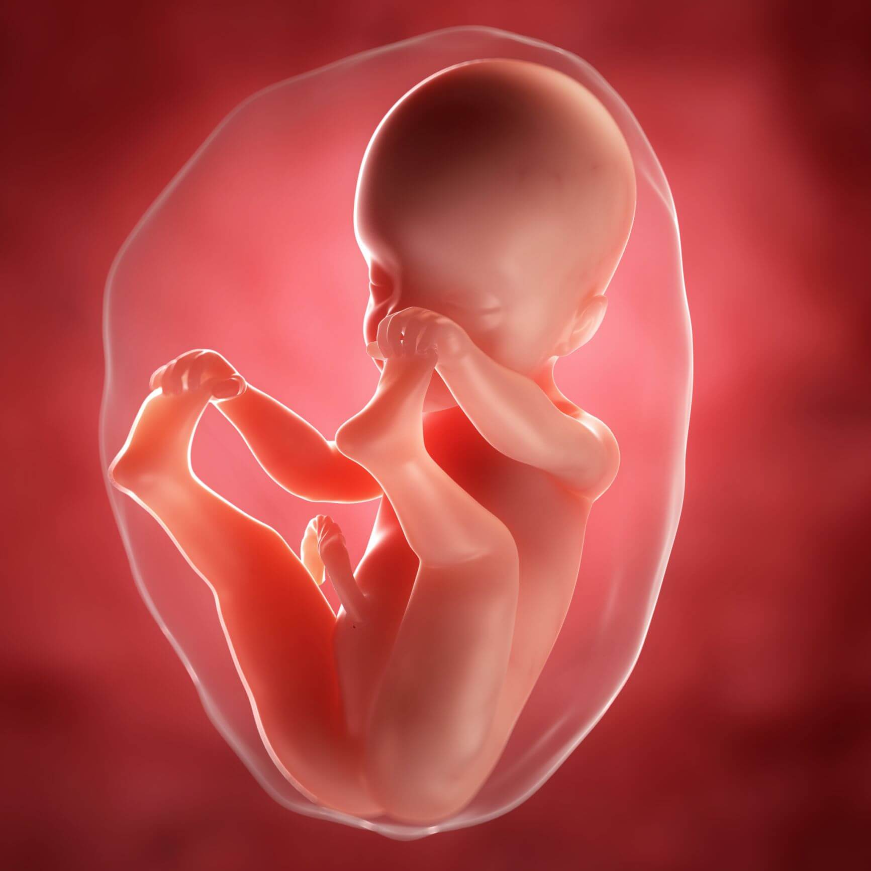 Die 25. Schwangerschaftswoche – was geschieht? Die 25. Schwangerschaftswoche – was geschieht?
