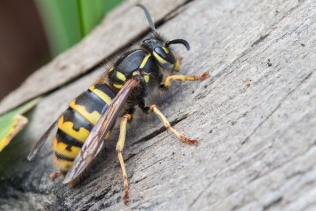 Insektenstiche bei Kindern