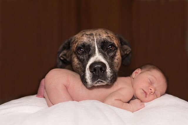 Haustiere und Babys