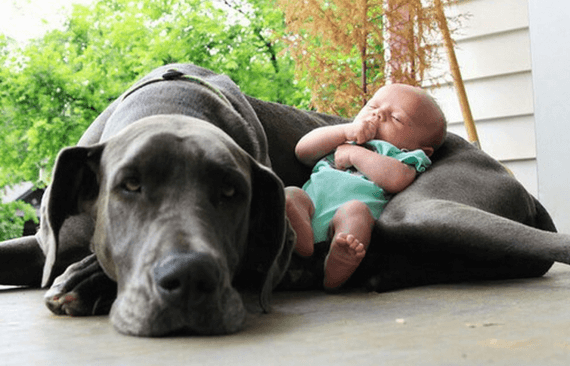 Haustiere und Babys – so gelingt das Zusammenleben!