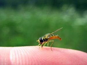 Was soll ich tun, wenn mein Kind von einer Wespe gestochen wurde?