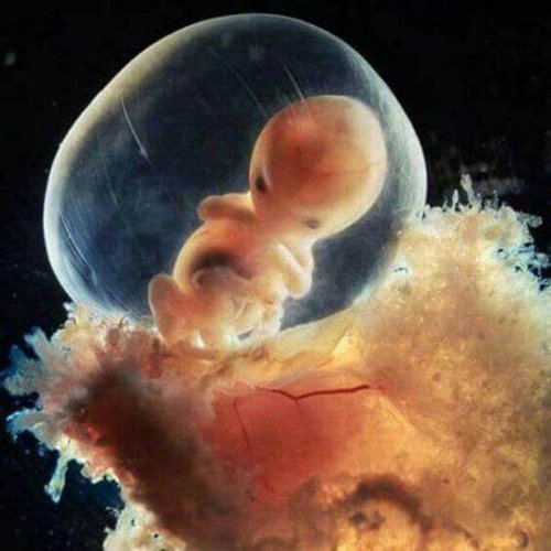 Vom Embryo zum Fötus, das Wunder der achten Woche