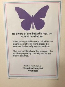 violetter Schmetterling