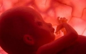 in der elften Schwangerschaftswoche