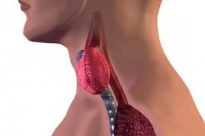 Hashimoto-Krankheit bei Kindern: Ursachen, Symptome und Behandlung