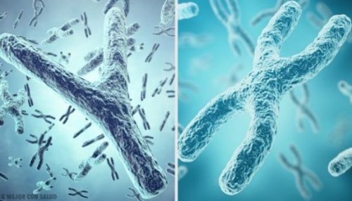 Das X- und Y-Chromosom in Spermien bestimmt das Geschlecht des Babys