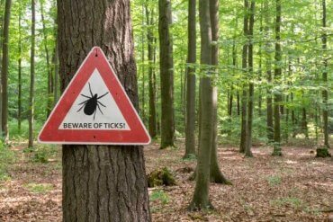 Zeckenbisse: Symptome, Behandlung und Vorbeugung