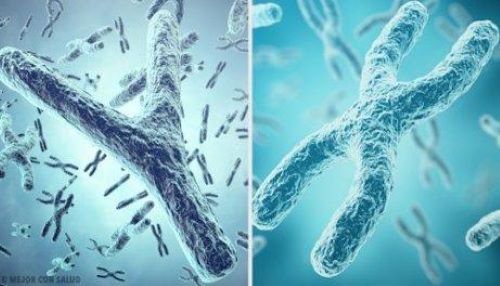 Die häufigsten Anomalien in der Struktur der Chromosomen sind Deletion (Löschung), Duplikation (Vervielfältigung), Inversion und Translokation.