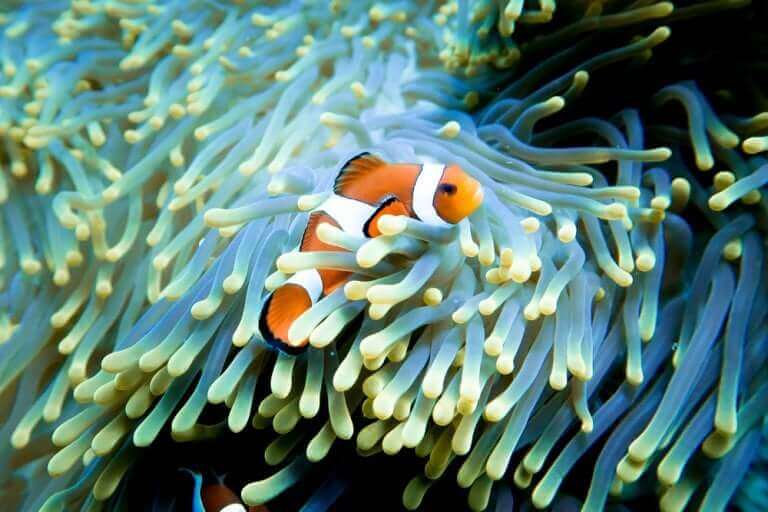 Bedeutung der Familie - Clownfisch