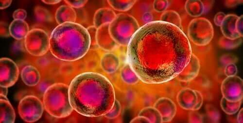 von Stammzellen - Forschung