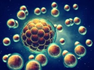 Die Meiose: Erkläre deinen Kindern diesen Prozess