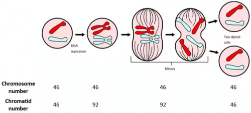 Meiose - Chromosomen
