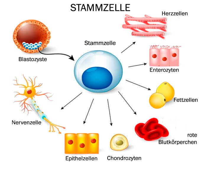 Stammzellen erklären - Diagramm