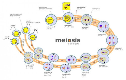 Meiose - der Prozess