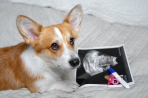 Hunde können eine Schwangerschaft erkennen: Stimmt das?