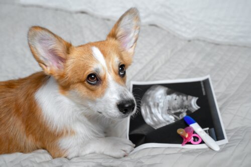 Hunde können eine Schwangerschaft erkennen: Stimmt das?