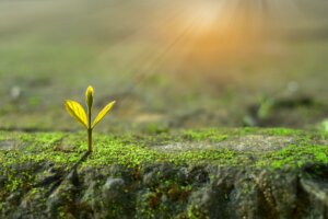 Die Geburt des Kindes: Lebensbaum pflanzen