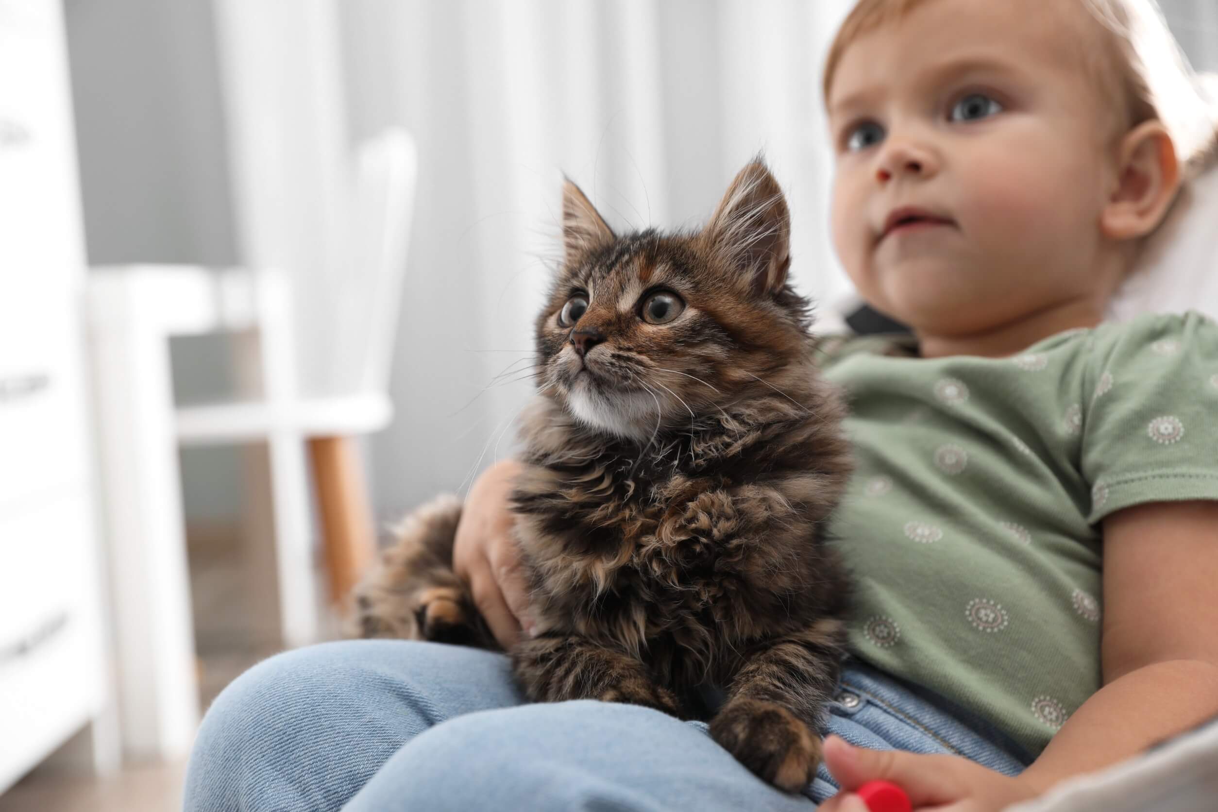freundschaft zwischen katzen und kindern